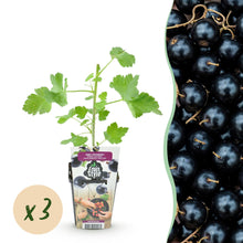 Buitenplant 3x Ribes Jostabes - Winterhard - Pot Ø 9cm