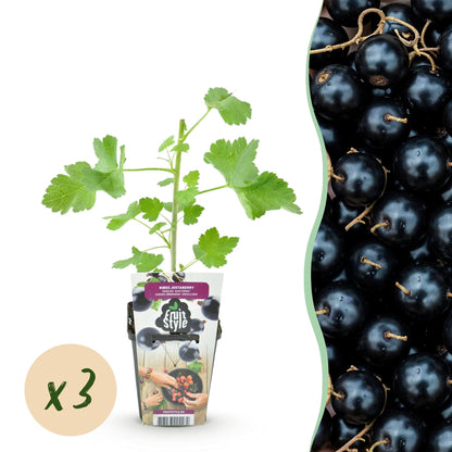 Buitenplant 3x Ribes Jostabes - Winterhard - Pot Ø 9cm