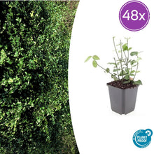 Buitenplant 48x Euonymus fort. 'Coloratus' - Groenblijvend - Pot Ø 9cm Hoogte ↕ 10-25cm