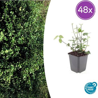 Buitenplant 48x Euonymus fort. 'Coloratus' - Groenblijvend - Pot Ø 9cm Hoogte ↕ 10-25cm