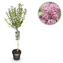 Buitenplant - Syringa meyeri 'Palibin' op stam - Winterhard - Pot Ø 19cm Hoogte ↕ 90cm