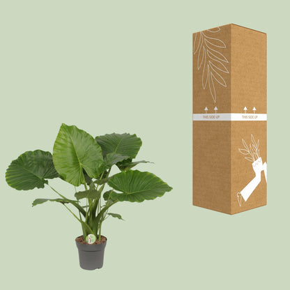 Kamerplant - Alocasia Gageana California - Pot Ø 21cm Hoogte ↕ 80cm
