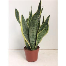 Kamerplant - Sansevieria Futura Superba - Luchtzuiverend - Pot Ø 14cm Hoogte ↕ 40cm