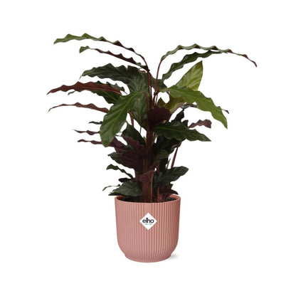 Kamerplant - Calathea Rufibarba 'Tropistar' - Pot Ø 14cm