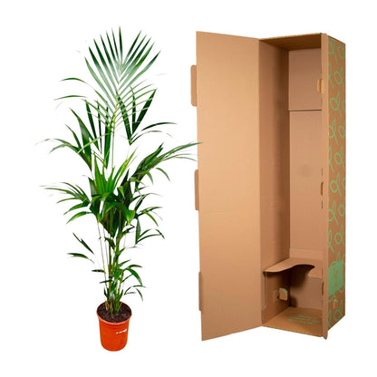 XL kamerplant - Kentia Palm - Pot Ø 21cm Hoogte ↕ 180cm