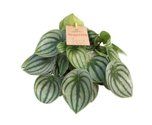 Kamerplant - Peperomia Argyreia - Pot Ø 14cm Hoogte ↕ 27cm