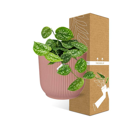 Kamerplant - Scindapsus Pictus 'Argyraeus' - Pot Ø 14cm