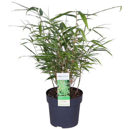 Buitenplant - Fargesia rufa - Niet-woekerende bamboe - Pot Ø 14cm Hoogte ↕ 40cm