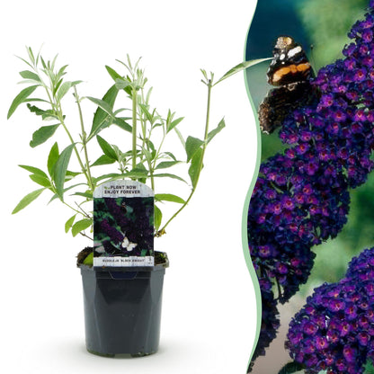 Buitenplant - Buddleja davidii 'Black Night' - Winterhard, Bloeiend - Pot Ø 17cm Hoogte ↕ 45cm