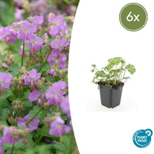 Buitenplant 6x Geranium cant. 'Cambridge' - Bloeiend - Pot Ø 9cm Hoogte ↕ 10-25cm