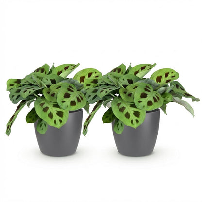 Kamerplant 2x Maranta Fascinator Kerchoveana - Zebraplant - Pot Ø 12cm Hoogte ↕ 25cm
