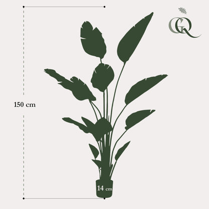 XL Kunstplant - Strelitzia Nicolai Paradijsvogelbloem - Hoogte ↕ 150cm