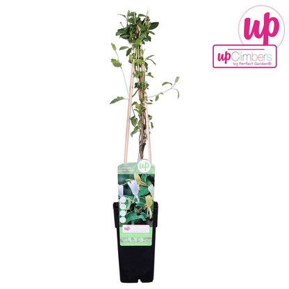 Buitenplant - Lonicera japonica 'Halliana' - Pot Ø 15cm Hoogte ↕ 65cm