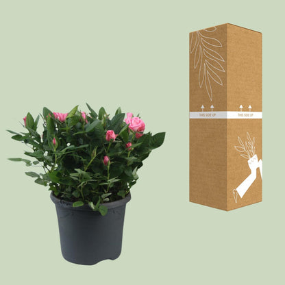 Buitenplant - Rosa Jewel Patio Sparkling - Bloeiend - Pot Ø 17cm Hoogte ↕ 30cm