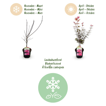 Buitenplant - Acer palmatum 'Skeeter's Broom' - Bladverliezend Paars - Pot Ø 19cm Hoogte ↕ 70cm