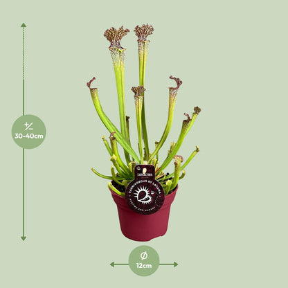 Kamerplant - Sarracenia Farnhamii - Vleesetende plant - Pot Ø 12cm Hoogte ↕ 40cm