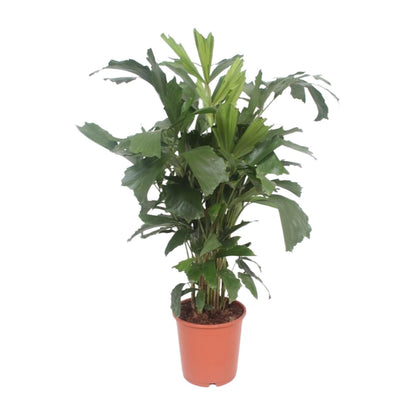 XL kamerplant - Caryota Mitis - Pot Ø 24cm Hoogte ↕ 110cm