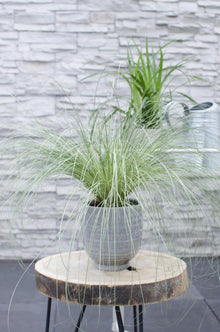Buitenplant 3x Carex comans 'Frosted Curls' - Pot Ø 14cm Hoogte ↕ 30cm