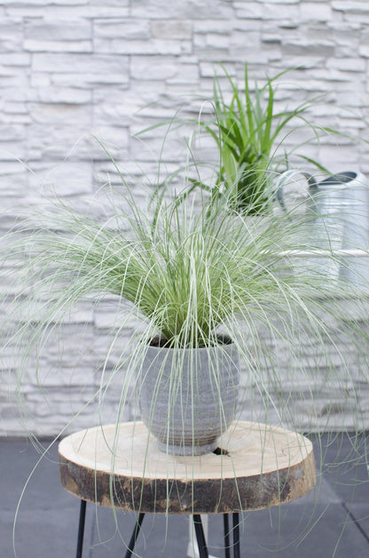 Buitenplant 3x Carex comans 'Frosted Curls' - Pot Ø 14cm Hoogte ↕ 30cm
