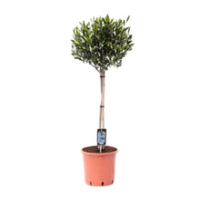 Buitenplant Olijfboom Olea - Mediterraan, Decoratief - Pot Ø 22cm Hoogte ↕ 100cm