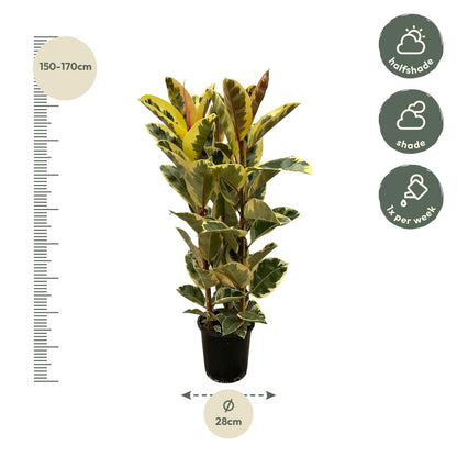 XL kamerplant - Ficus Elastica Tineke struik - Pot Ø 28cm Hoogte ↕ 140cm