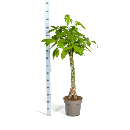 XL kamerplant - Pachira Aquatica - Pot Ø 27cm Hoogte ↕ 130-150cm
