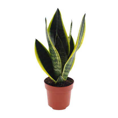 Kamerplant - Sansevieria Futura Superba - Pot Ø 12cm Hoogte ↕ 30cm
