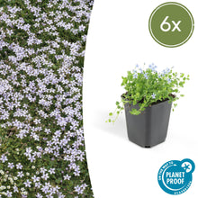 Buitenplant 6x Isotoma fluviatilis - Bloeiend - Pot Ø 9cm Hoogte ↕ 10-25cm