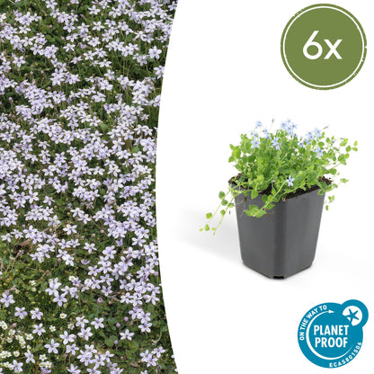 Buitenplant 6x Isotoma fluviatilis - Bloeiend - Pot Ø 9cm Hoogte ↕ 10-25cm