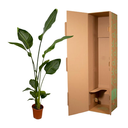 XL kamerplant 2x Strelitzia Nicolai - Pot Ø 17cm Hoogte ↕ 130cm