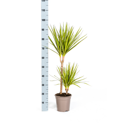 Kamerplant - Dracaena Marginata Sunray - Luchtzuiverend - Pot Ø 19cm Hoogte ↕ 80-100cm