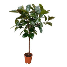 XL kamerplant - Ficus Elastica Robusta stam - Pot Ø 24cm Hoogte ↕ 130cm