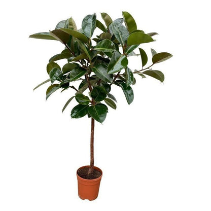 XL kamerplant - Ficus Elastica Robusta stam - Pot Ø 24cm Hoogte ↕ 130cm