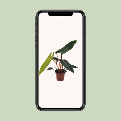 Kamerplant - Philodendron Billietiae - Pot Ø 12cm Hoogte ↕ 25cm