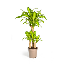 Dracaena Fragrans Massangeana met mand Ø21cm - ↕90 - 110cm
