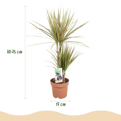 Green BoutiQ - Green is... Kamerplanten - Dracaena Marginata Bicolor - Drakenbloedboom - Weinig onderhoud - Groen - 2 Planten - Pot 17cm - Hoogte 70-75cm