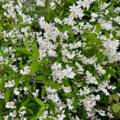Buitenplant - Deutzia gracilis - Bloeiend - Pot Ø 17cm Hoogte ↕ 45cm