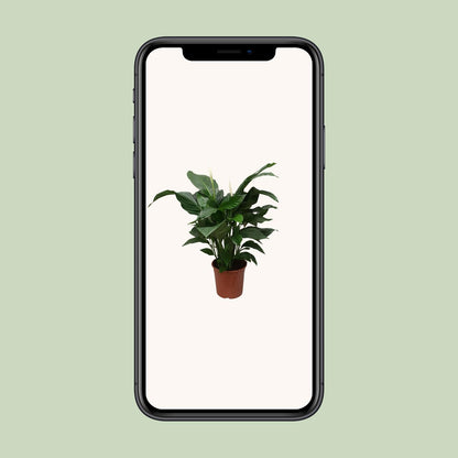 Kamerplant - Spathiphyllum Sweet Silvana - Pot Ø 24cm Hoogte ↕ 80cm