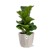 Kamerplant - Ficus Lyrata 'Bambino' - Inclusief grijze sierpot - Pot Ø 14cm