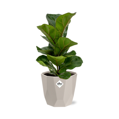 Kamerplant - Ficus Lyrata 'Bambino' - Inclusief grijze sierpot - Pot Ø 14cm