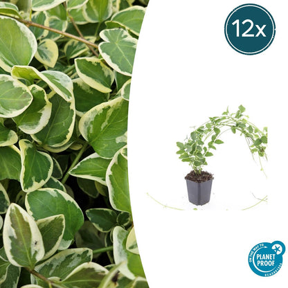 Buitenplant 12x Vinca major 'Variegata' - Bodembedekker - Pot Ø 9cm Hoogte ↕ 10-25cm