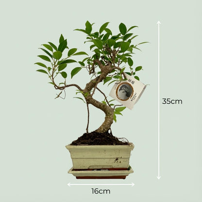 Kamerplant - Bonsai S-vorm Boom - Mix Keramiek - Pot Ø 15cm Hoogte ↕ 30-35cm