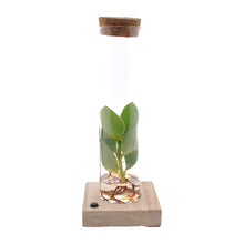 Kamerplant - Clusia in Tube Glas met LED - Pot Ø 5cm Hoogte ↕ 10cm