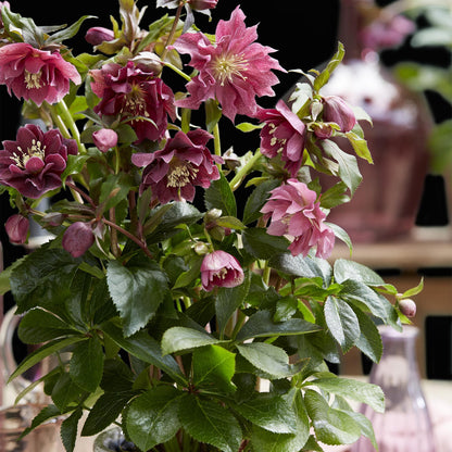 Buitenplant - Helleborus orientalis Double Ellen Red - Groenblijvend - Pot Ø 14cm Hoogte ↕ 35cm