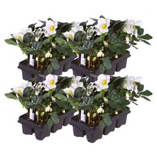 Buitenplant - Helleborus niger 'Christmas Carol' - Set van 24 stuks - Bloeiend