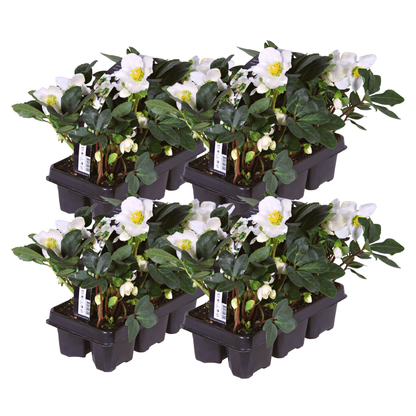 Buitenplant - Helleborus niger 'Christmas Carol' - Set van 24 stuks - Bloeiend