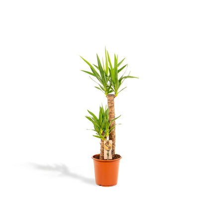 Kamerplant - Yucca - Pot Ø 21cm Hoogte ↕ 100cm