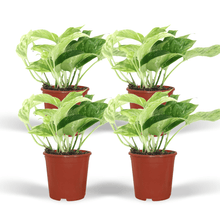 Kamerplant 4x Epipremnum Marble Queen - Pot Ø 12cm Hoogte ↕ 15cm