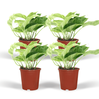 Kamerplant 4x Epipremnum Marble Queen - Pot Ø 12cm Hoogte ↕ 15cm