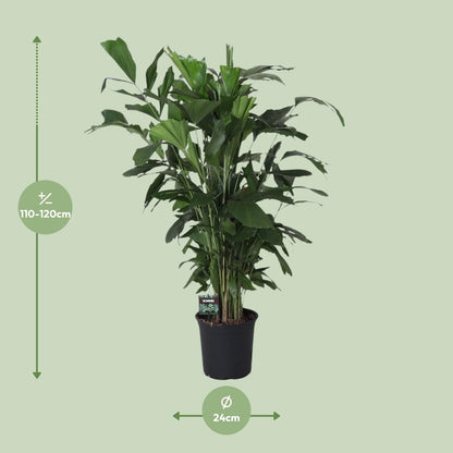 XL kamerplant - Caryota Mitis - Pot Ø 24cm Hoogte ↕ 120cm